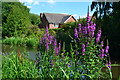Towpath flowers and houses in ST19 5NY