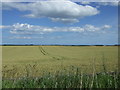 Crop field off the A1 in NE70 7HT