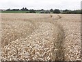 Wheat field, near Lovedere Farm in TA5 2AJ
