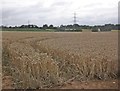Wheat field near Lexworthy Farm in TA5 2AQ