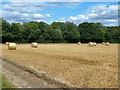 Baled straw near Dora's Green in GU10 5DZ