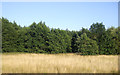 Woodland near Alder Farm in NR17 1FF