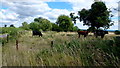 Cattle in an old orchard in GL19 4HF