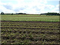 Crop field, Ellingham in NE67 5EQ