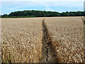 Footpath across a wheat field in GU10 1EX