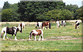 Ponies in the marshes in NR29 5NE