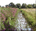 Great willowherb growing beside drainage ditch in NR29 5NE
