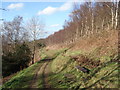 Footpath through birch wood on Pinnacle Hill in WR14 4LF