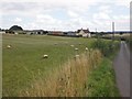 Grazing sheep, Hammonds Farm in TA3 6FD