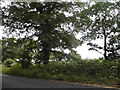 Trees by Alfold Road, Cranleigh in GU6 8GS