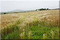 Barley field near Gwynfryn in SA62 6QN