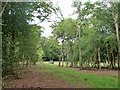 Woodland clearing in GU10 1QD