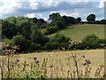 Farmland near Bragborough Farm in NN11 8BG