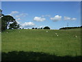 Grazing near Newton Hall in NE43 7TL