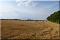 Baled field near Ferrensby in HG5 0PZ