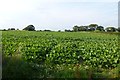 Sugar beet at Braimber Hill in YO51 9PU