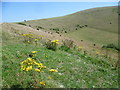 Ewe Dean from the South Downs Way in BN26 5RN