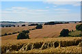 Wheat fields at Baydon, Wiltshire in SN8 2LQ