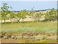 Looking west across Thorney Airfield from coast path in West Thorney