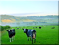 Cattle at Rookery Farm in EX14 9PF