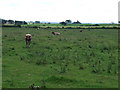Grazing near Rose's Bower in NE19 2HD