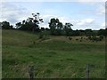Grazing off National Cycle Route 10 in NE19 2BG