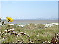Looking out of bird watching hide near Longmere Point in PO10 8DY