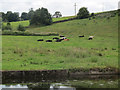 Cows resting near the canal in LS18 4GP