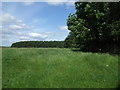 Grazing beside Littlehouse Plantation in NE19 2DE