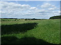 Grazing near Littlehouse Plantation in NE19 2DE