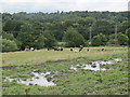 Cows by the River Aire in BD10 0PA