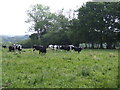 Dairy pasture near East Bloxworth in BH20 7EB