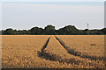Wheat field near Redhouse Farm, Boxted in CO4 5HT