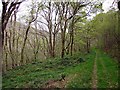 Woods in the Rheidol gorge in SY23 3NB