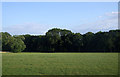 Grazing and woodland, East Harling Common in NR16 2JR