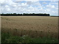 Crop field off the B1113 in NR16 1EX