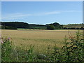 Crop field near Linn Burn House in NE45 5LX