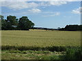 Crop field near Heathery Edge in NE43 7UH
