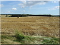 Stubble field near Stelling Hall in NE43 7UZ