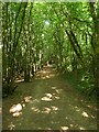 Sussex Border Path, Little Plantation in RH17 7DY