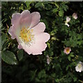 Dog Rose, close to Slapton Hill Farm in Slapton