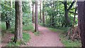 Path in woodland at Buckstone in EH10 7ED