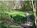 Boardwalk through wet ground in CA3 9QJ