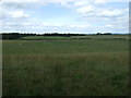 Grazing near Steel Rigg in NE19 2AY