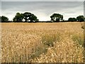 Cornfield near Swaffham in PE37 7QD