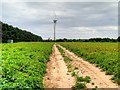 Potato Field near Swaffham in PE37 7QD
