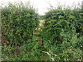 Overgrown stile near Little Bollington in Little Bollington with Agden