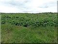 Footpath through potato field in Little Bollington with Agden