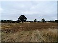 Harvested field near liberty Hall in CM3 3LH