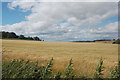 Aberdeenshire barley fields in AB51 0DW